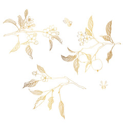 Golden line apple branch. Blooming branch of sakura apple tree.