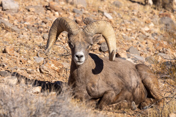 Obraz premium Desert Bighorn Sheep Ram in Winter in the Nevada Desert