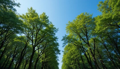 Obraz premium Exploring lush green canopy forest path nature photography outdoors upward view serenity