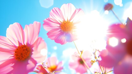 Bright Pink Flowers Blooming Under a Clear Blue Sky with Soft Sunlight Glowing Through the Petals