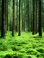 Obraz premium Lush green moss carpets the forest floor contrasting with the tall slender trees reaching towards the sky in a serene natural landscape.