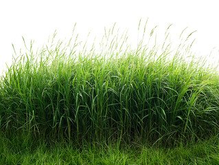 Obraz premium Lush green grass blades create a dense natural border against a stark white background evoking a sense of growth and summer.