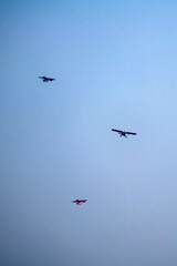 propeller plane is flying on isolated blue sky 