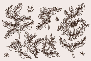 Coffee plants. Tree leaf bean, line branch sketch or outline hand drawn flowers, berries and leaves. Vintage nature organic art, engraved wood. Decorative arabica for decor. Vector illustration