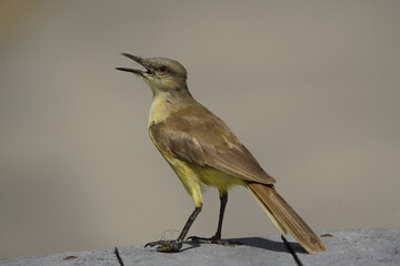 The cattle tyrant (Machetornis rixosa) is a species of bird in the tyrant flycatcher family Tyrannidae. In Brazil, it is called suiriri-cavaleiro. Fortaleza Ceará, Brazil.