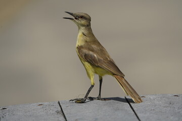 The cattle tyrant (Machetornis rixosa) is a species of bird in the tyrant flycatcher family...