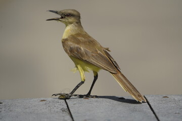 The cattle tyrant (Machetornis rixosa) is a species of bird in the tyrant flycatcher family Tyrannidae. In Brazil, it is called suiriri-cavaleiro. Fortaleza Ceará, Brazil.
