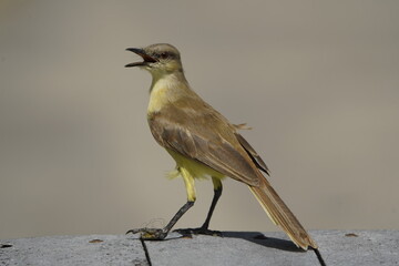 Fototapeta premium The cattle tyrant (Machetornis rixosa) is a species of bird in the tyrant flycatcher family Tyrannidae. In Brazil, it is called suiriri-cavaleiro. Fortaleza Ceará, Brazil.