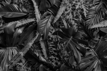 Textures of natural abstract black leaves for tropical leaf background, black and white images