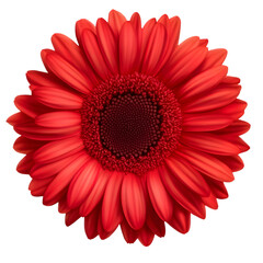 red gerbera daisy isolated on a transparent background.
