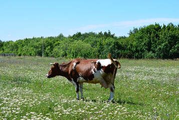 A brown and white cow stands in a field of daisies on a sunny day
