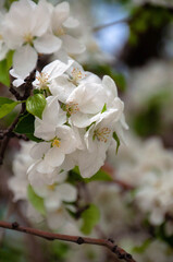 apple tree blossom
