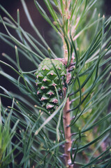 christmas tree with cones