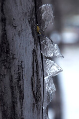 water drops on the tree