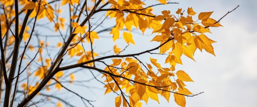 Golden yellow leaves clinging stubbornly to stark, dark branches against a clear sky, hinting at winter's approach, early winter, season