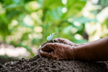 Planting seeds of growth nurturing a young plant in fertile soil garden environment close-up perspective nature concept