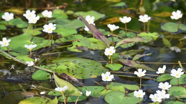 Nymphoides aquatica or banana lily. It &nbsp;is an aquatic plant in the&nbsp;Menyanthaceae. This is common names water&nbsp;banana plant, banana lily,&nbsp;and the&nbsp;big floatingheart. Its root is like a banana. White lily