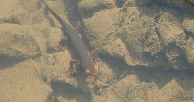 Top-view of a California newt or orange-bellied newt (Taricha torosa) resting on rocks underwater