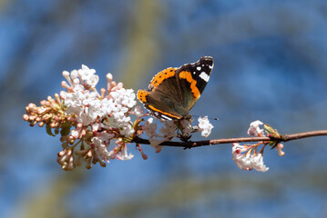 Red admiral butterfly (Vanessa Atalanta) perched on a white flower in Zurich, Switzerland