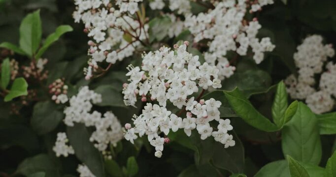 Shallow focus shot of the arrowwood plants flowering among green leaves in the garden during daytime