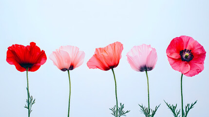 Fototapeta premium Poppy Panorama: A vibrant line-up of five poppies, showcasing a spectrum of pinks and reds, their delicate petals unfurling in a delicate dance of nature.