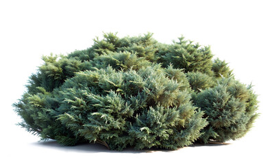 Isolated evergreen shrub with dense, bushy foliage and rounded irregular shape. Deep muted green needles with blue-grey tones and intricate branching structure.