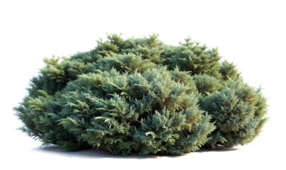 Isolated evergreen shrub with dense, bushy foliage and rounded irregular shape. Deep muted green needles with blue-grey tones and intricate branching structure.