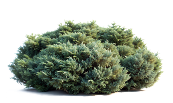 Isolated evergreen shrub with dense, bushy foliage and rounded irregular shape. Deep muted green needles with blue-grey tones and intricate branching structure.