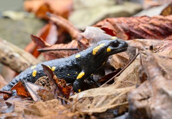 salamander in leaves