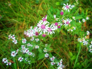 flowers in the grass