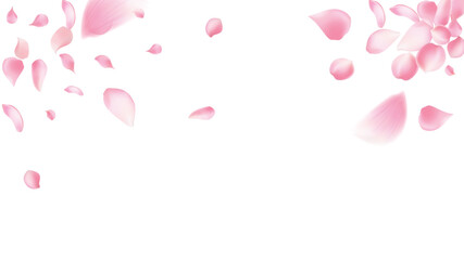 Rose petals or sakura flying petals, romantic background with realistic pink cherry flower petals flow or falling motion. Love, romance, floral spring season,cherry blossom
