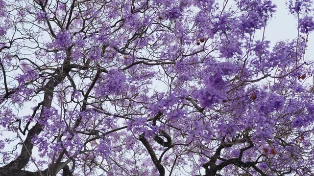 A beautiful panoramic shot of purple jacaranda trees in full bloom during springtime, creating a serene and vibrant atmosphere.