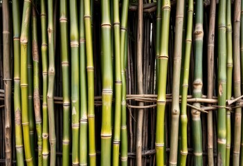 Obraz premium Dense green bamboo stalks forming a rustic fence backdrop, leaves, organic