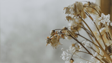 Herbarium of dried flowers on light background. Depression concept. Sadness concept. Sad memories, sad thoughts concept. Dried roses close up.