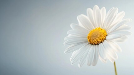 Fototapeta premium Single daisy blooming, delicate white petals with a vibrant yellow center, soft pastel background, ideal for nature themes.
