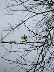 Small shoot on a tree branch