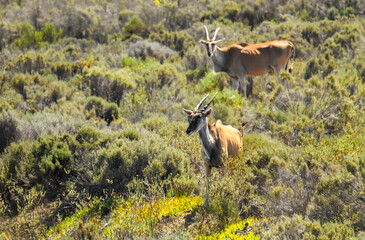 Common Eland bulls (Taurotragus oryx) from the front.