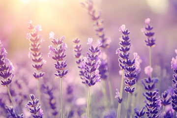 Obraz premium Soft Focus Lavender Flowering Field with Blurred Natural Summer Background