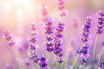 Obraz premium Soft Focus Lavender Flowering Field with Blurred Natural Summer Background