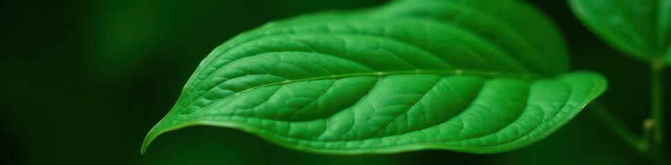 Striking Calathea Orbifolia leaf detail; rich green hues, smooth surface , detail, leaves