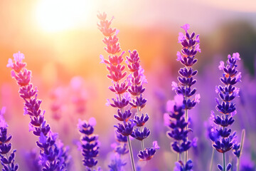 Fototapeta premium Soft Focus Lavender Flowering Field with Blurred Natural Summer Background