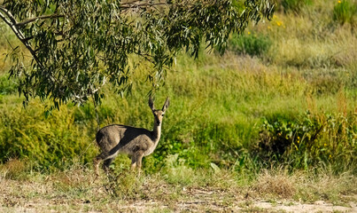 Grey Rhebok (Pelea capreoius) ewe.