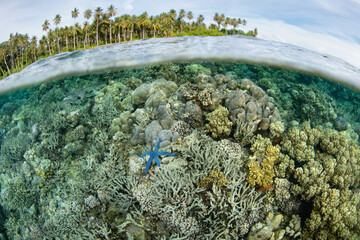 A beautiful coral reef fringes the scenic tropical island of Unauna, near the Togian Islands of North Sulawesi. This area harbors high marine biodiversity.