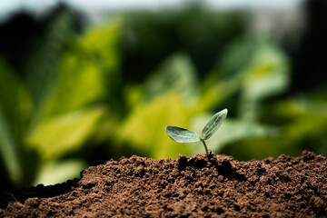 Growing green a seedling emerges from rich soil in a lush natural environment