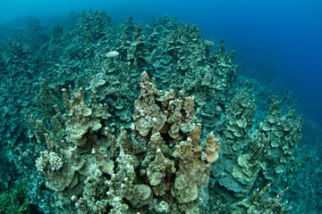 A healthy reef of Montipora coral grows along the coast of Pulau Unauna, North Sulawesi. This area, near the Togian Islands, lies just below the equator and harbors extraordinary marine biodiversity.
