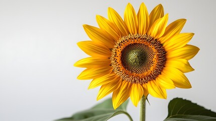 Obraz premium Vibrant Sunflower in Bloom Against White Background