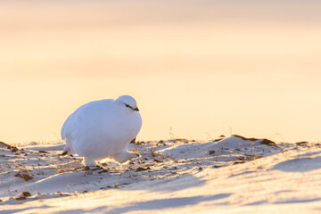 Svalbard ptarmigan in Arctic winter sunrise