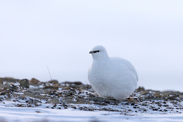 Svalbard ptarmigan in Arctic winter sunrise