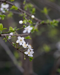 Close up of white plum blossom flower blooming in early spring with its pollen on branch with blurry nature background.