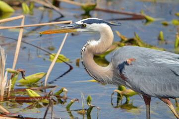 Closeup of a Tricolored Heron's head, S shaped neck, and front of body, standing in the reeds, with a green dragonfly in its beak at Lake Apopka Wildlife Drive in Florida 